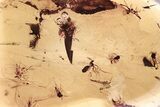 Fossil Spider (Araneae) & Midge (Chironomidae) Swarm In Baltic Amber #307707-1